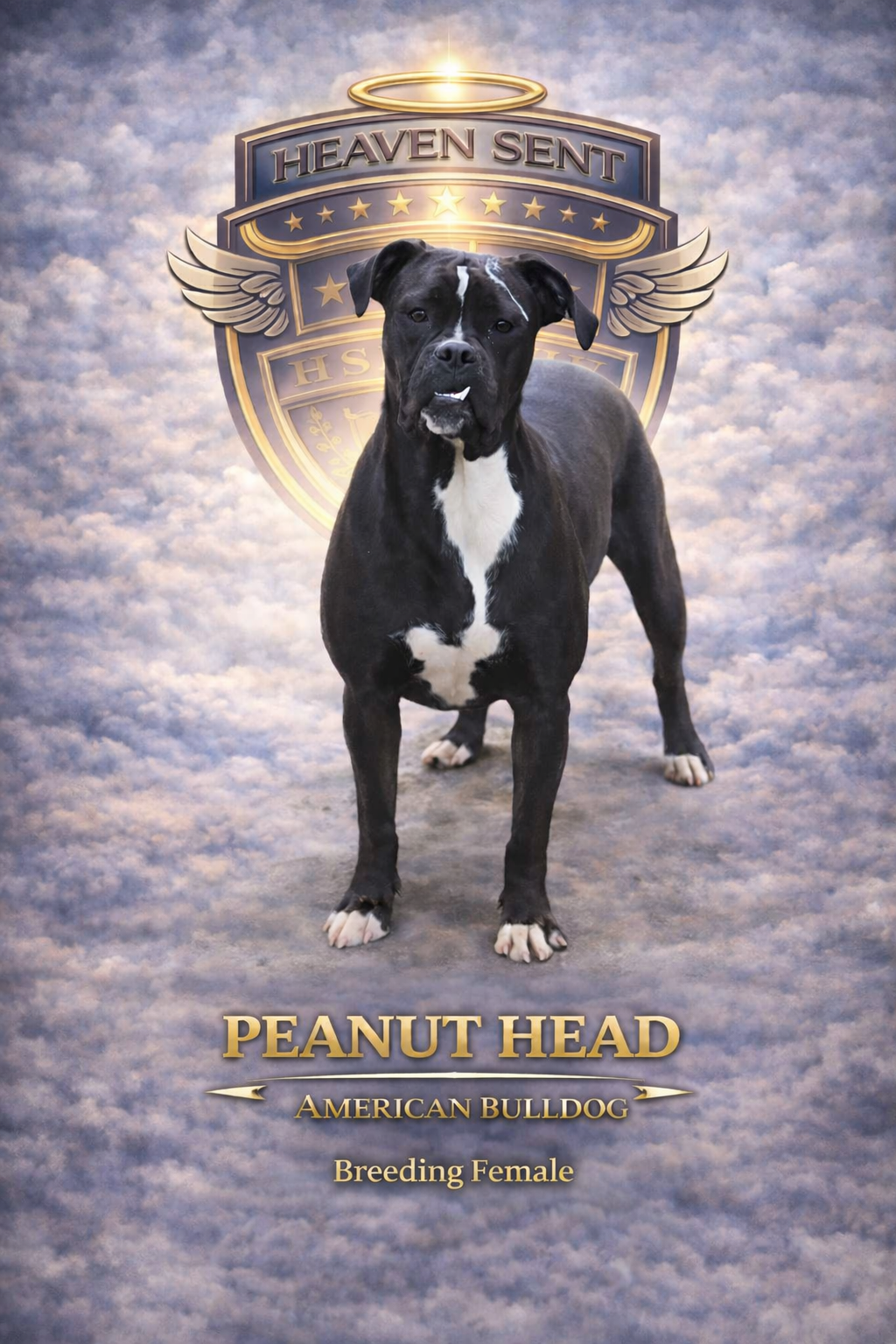 Peanut Head, American Bulldog, official HSK portrait