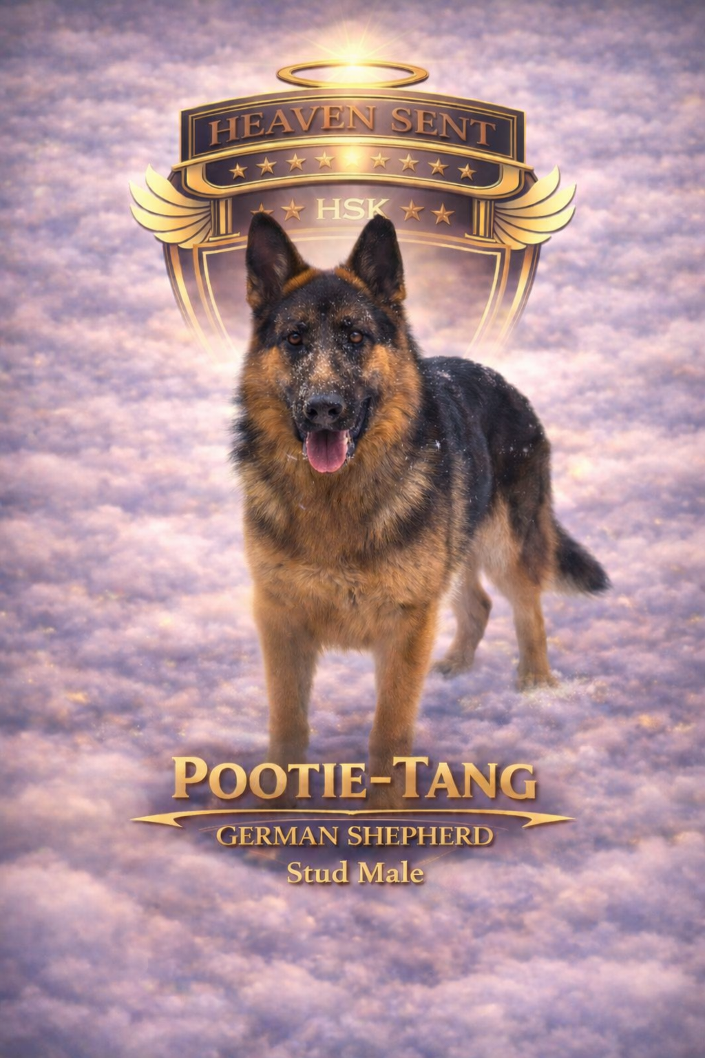 Pootie-Tang, German Shepherd, official HSK portrait