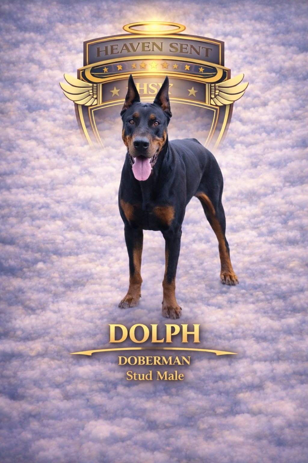 Dolph, Doberman Pinscher, official HSK portrait