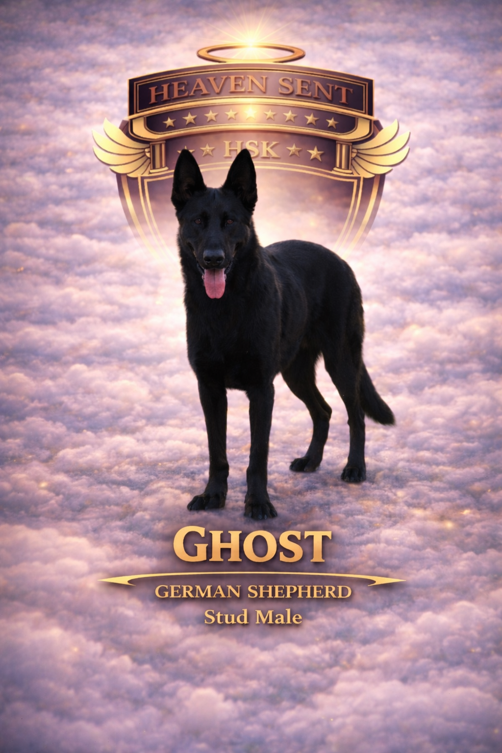Ghost, German Shepherd, official HSK portrait