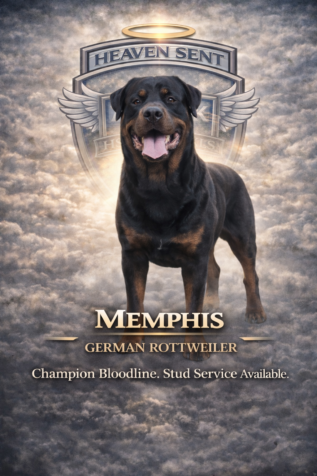 Memphis, German Rottweiler, official HSK portrait