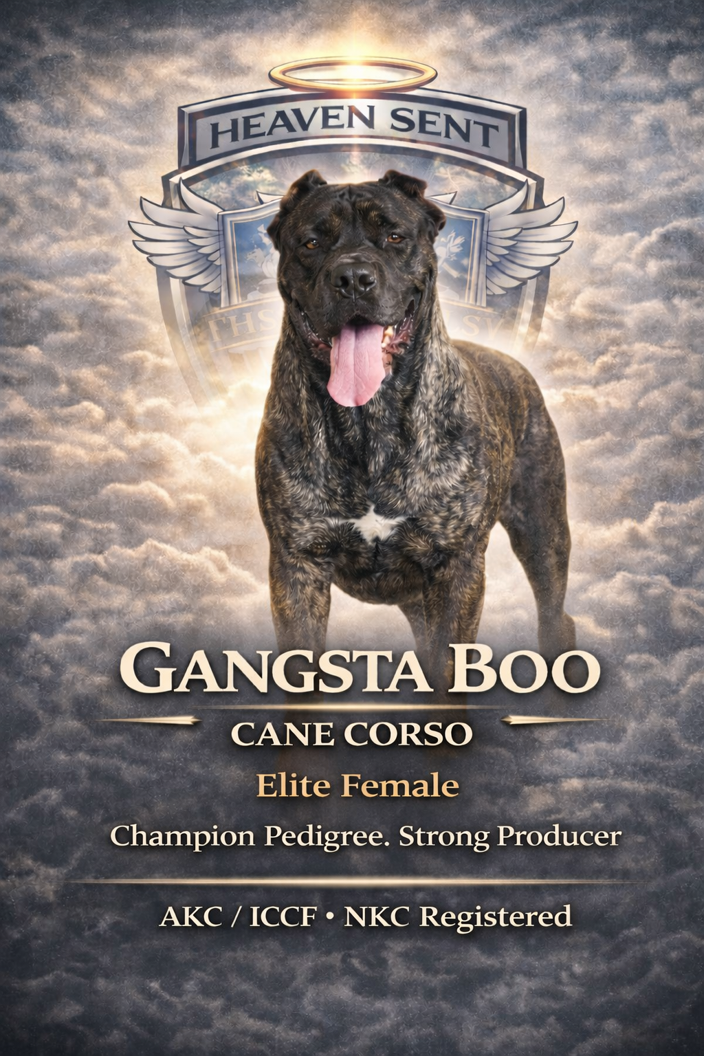 Gangsta Boo, Cane Corso, official HSK portrait