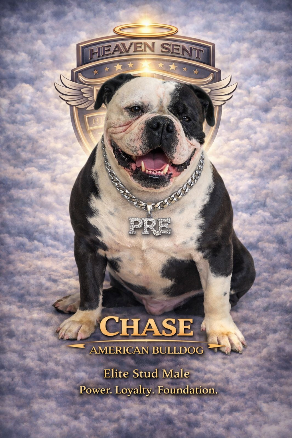 Chase, American Bulldog, official HSK portrait