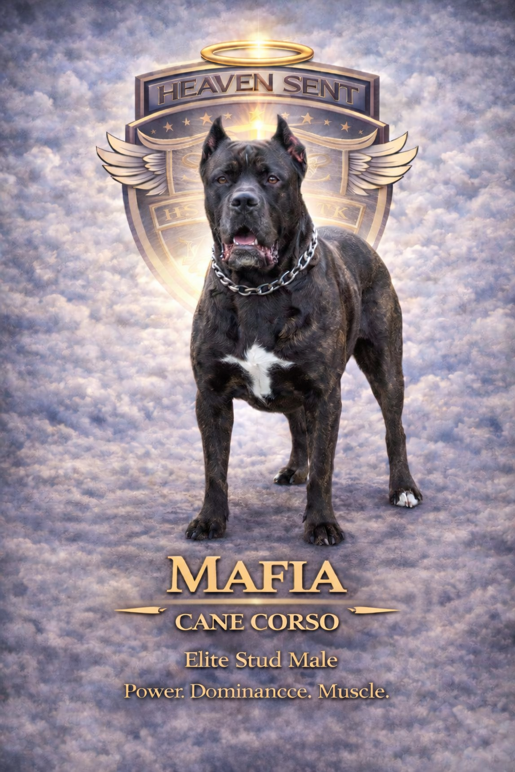 Mafia, Cane Corso, official HSK portrait