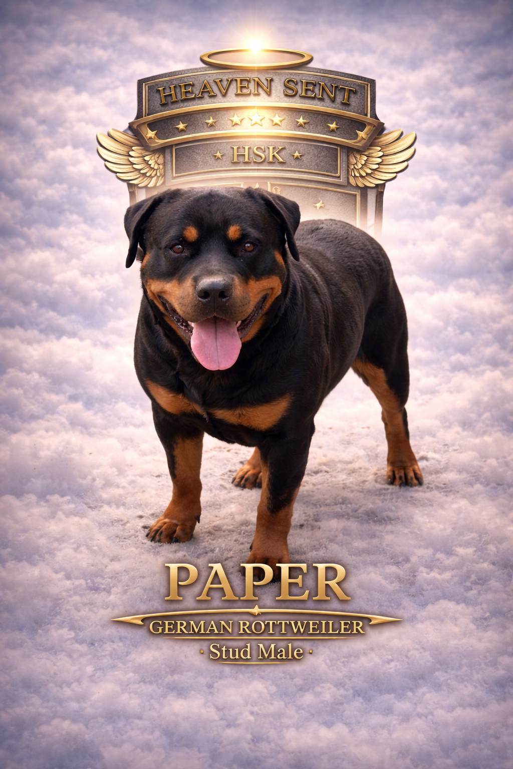 Paper, German Rottweiler, official HSK portrait
