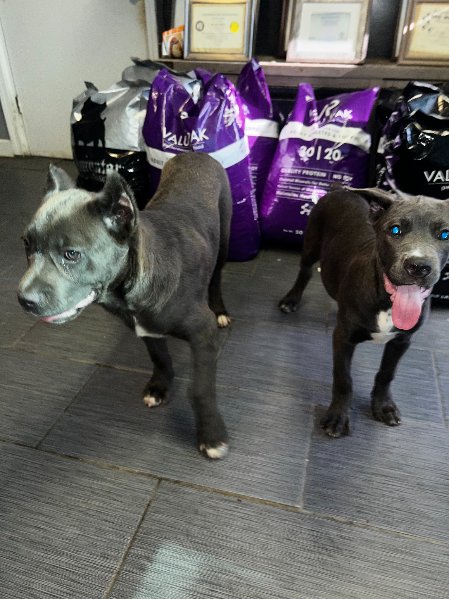 Your story starts here. — Heaven Sent Kennels