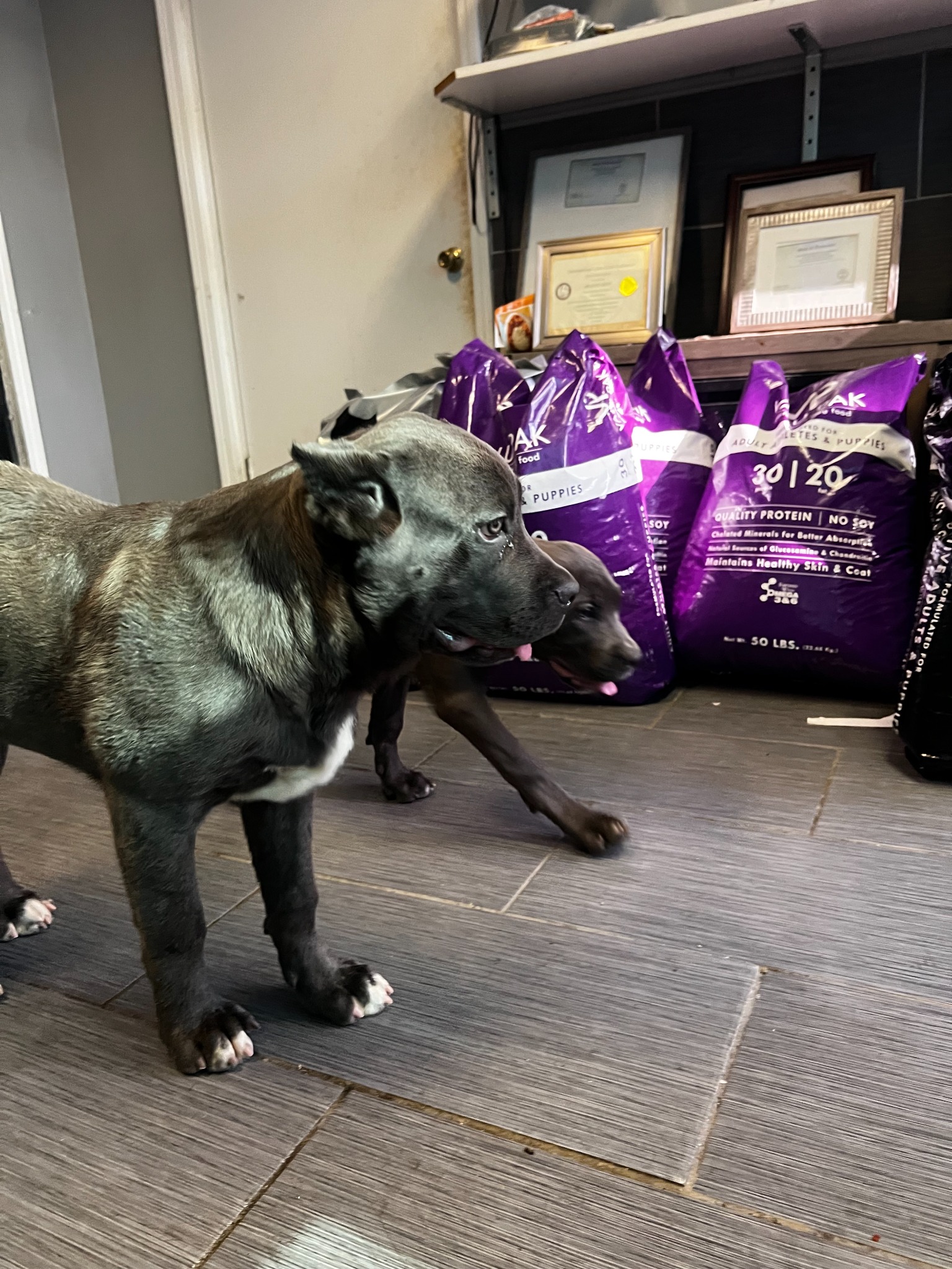Real Heaven Sent Cane Corso puppy