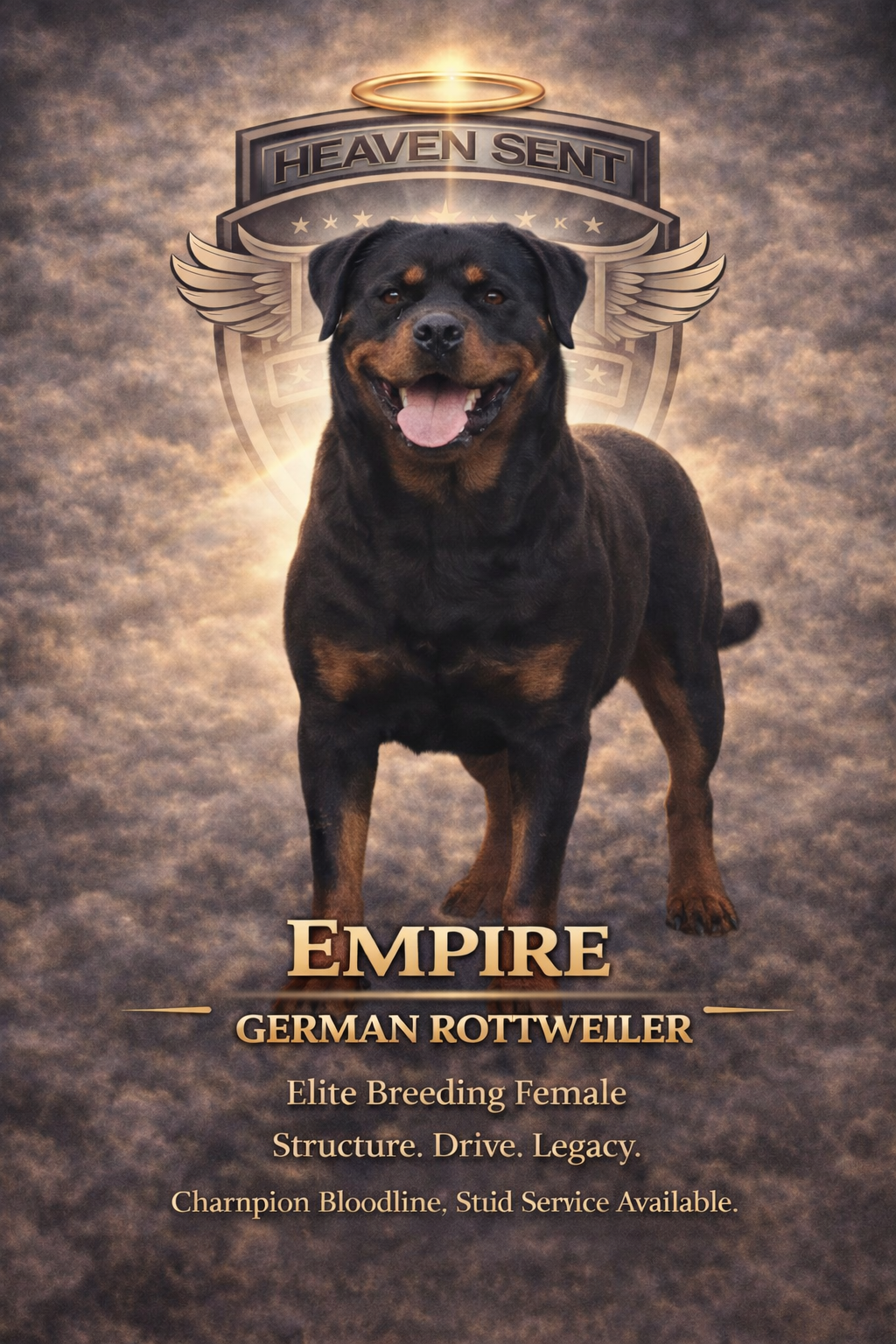 Empire, German Rottweiler, official HSK portrait
