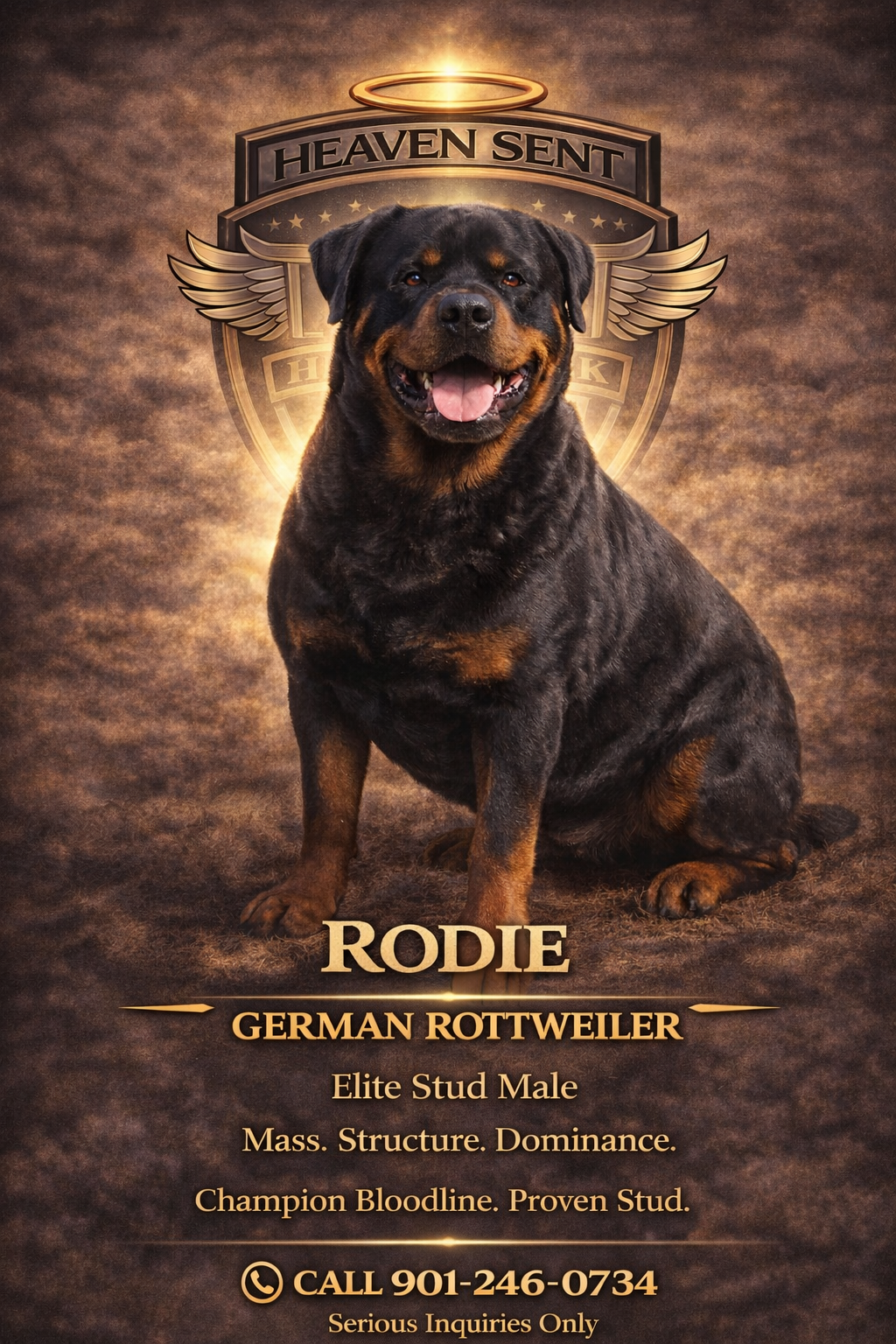 Rodie, German Rottweiler, official HSK portrait