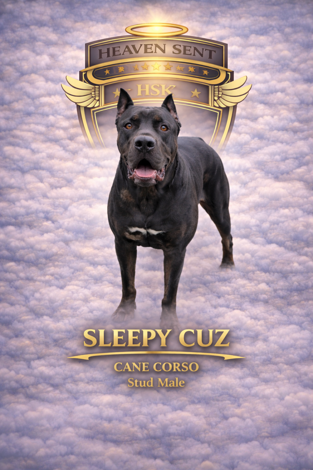 Sleepy Cuz, Cane Corso, official HSK portrait