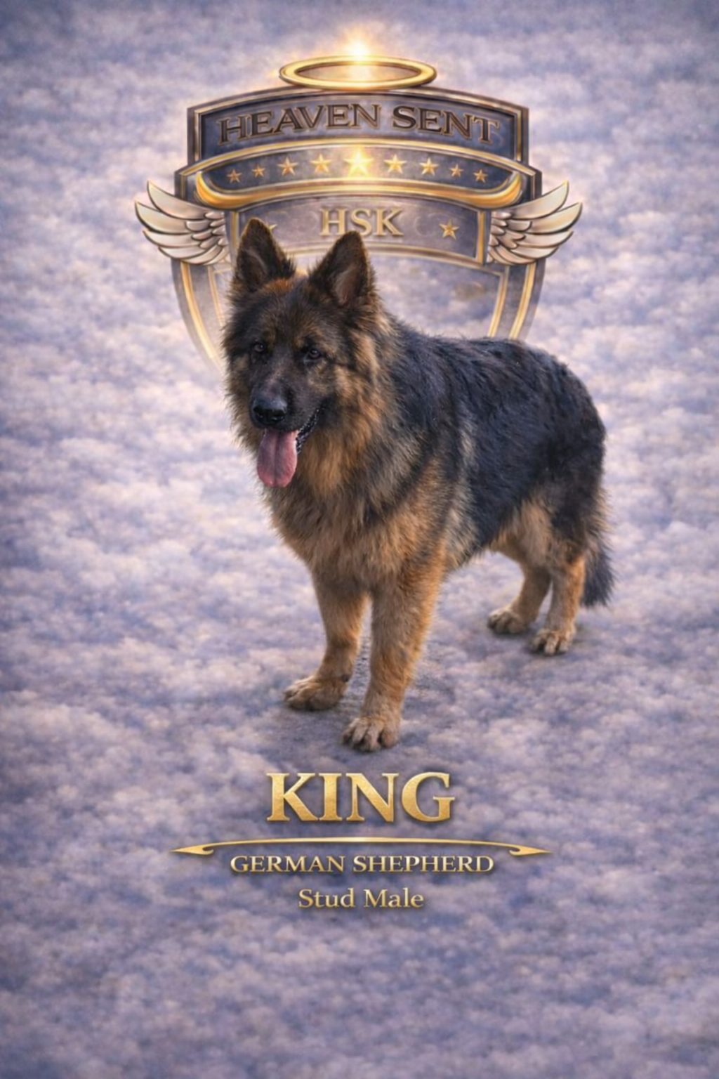 King, German Shepherd, official HSK portrait