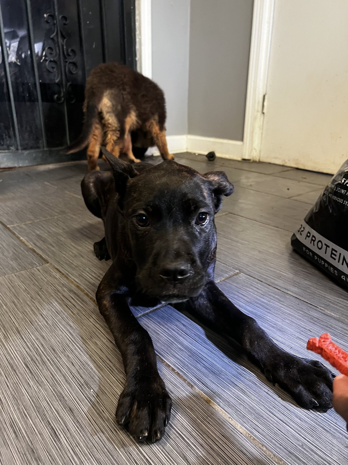 Black Cane Corso puppy resting and looking at the camera
