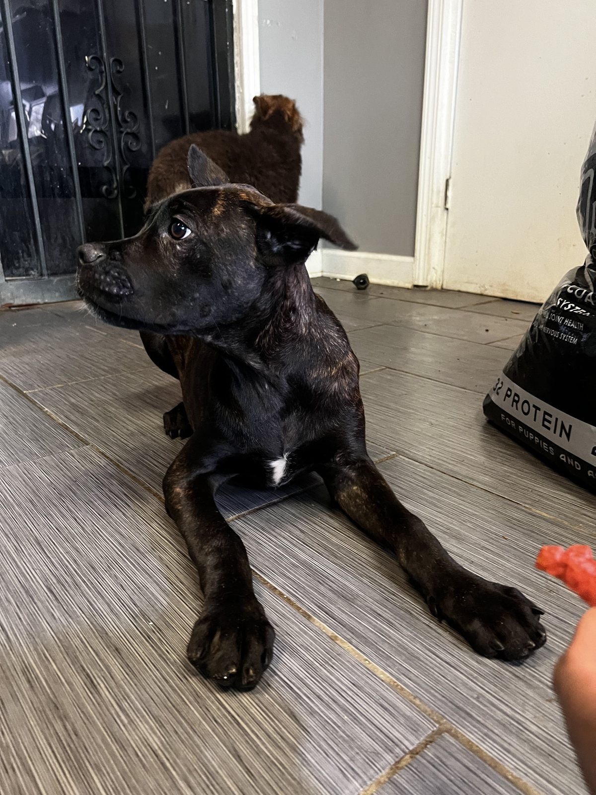Black brindle Cane Corso puppy in profile
