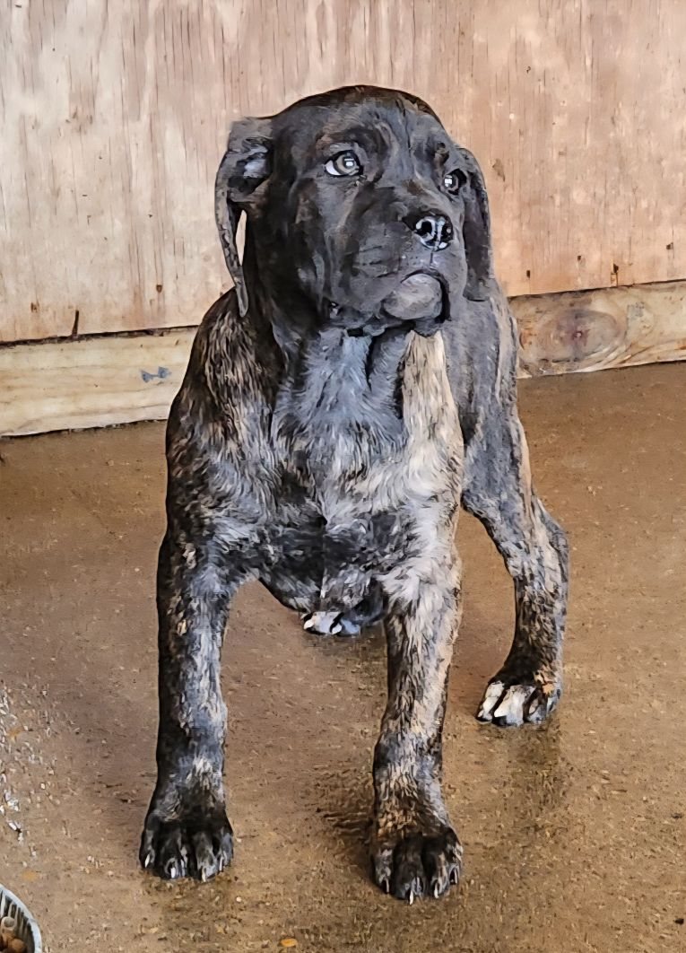 Full body portrait of a brindle Cane Corso puppy