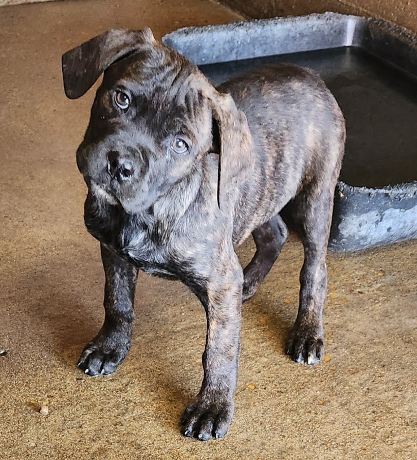 Brindle Cane Corso puppy at Heaven Sent Kennels