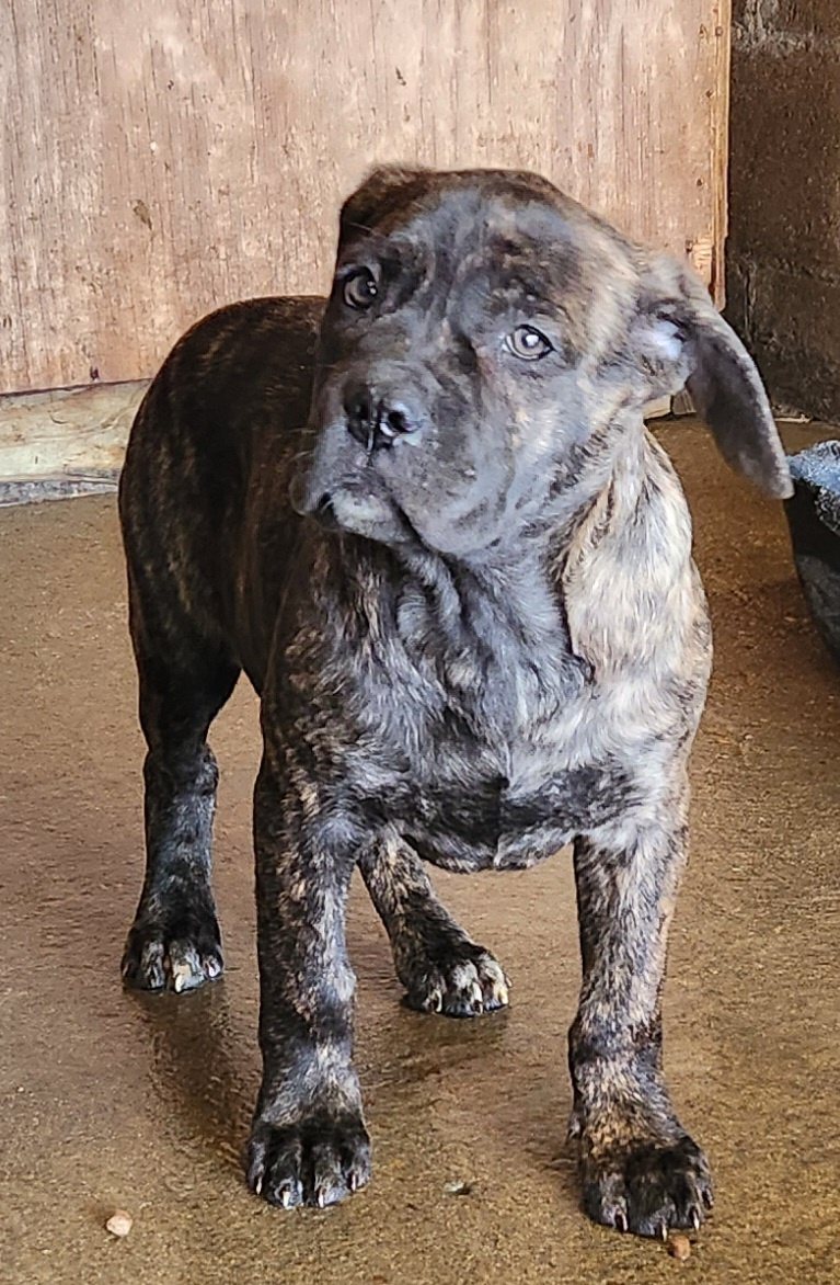 Brindle Cane Corso puppy standing for a portrait