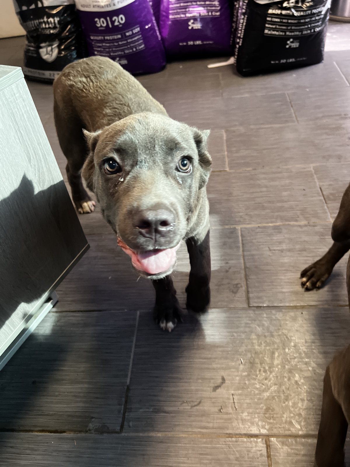 Gray Cane Corso puppy smiling toward the camera