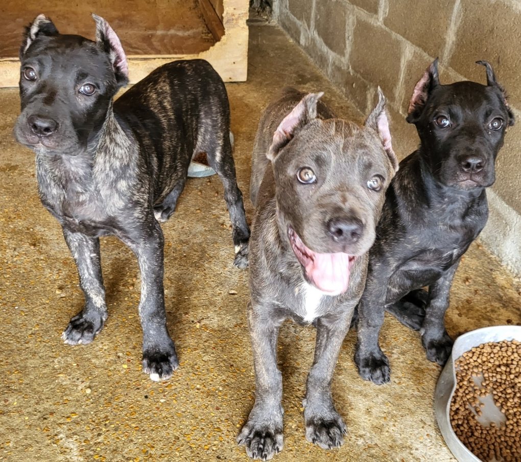 Three Cane Corso puppies from a Heaven Sent litter