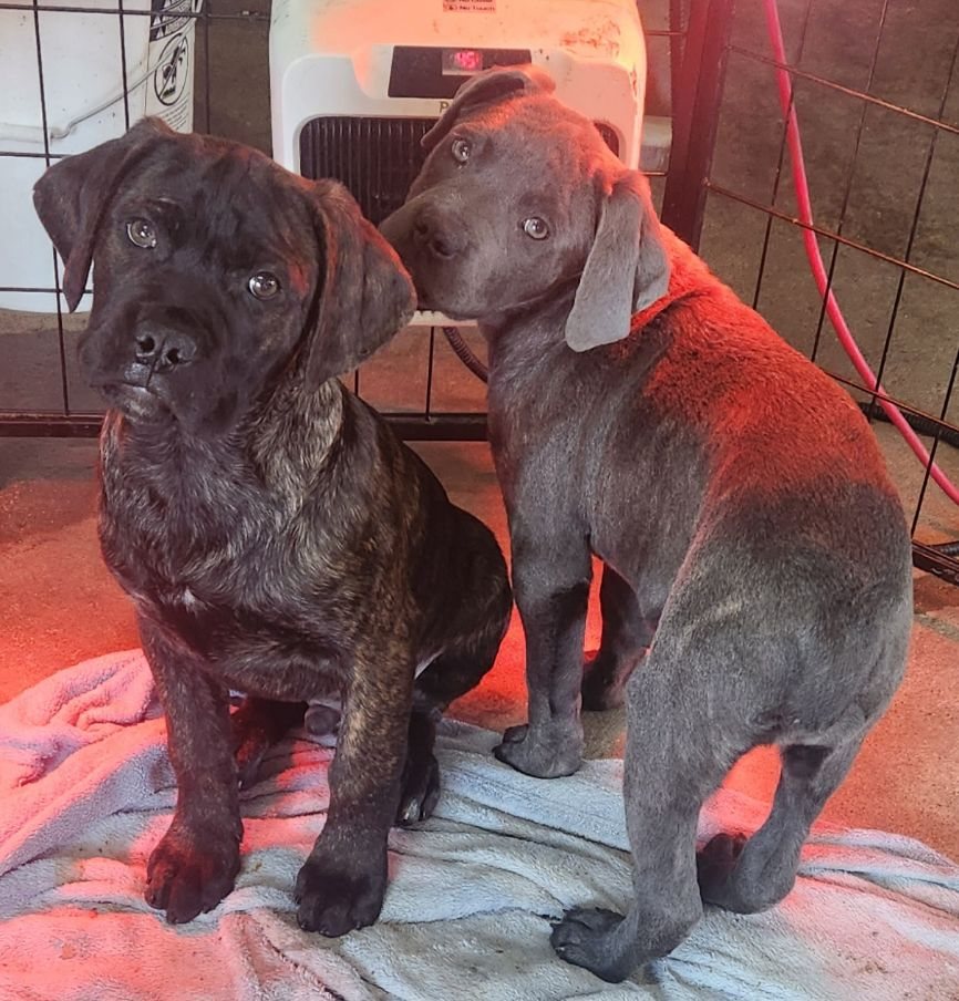 Two Cane Corso puppies posing together