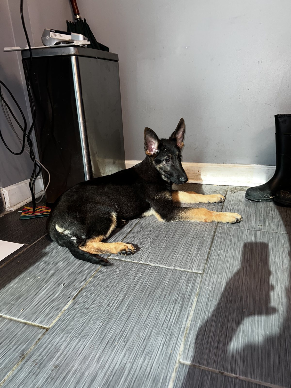 Alert German Shepherd puppy with ears raised