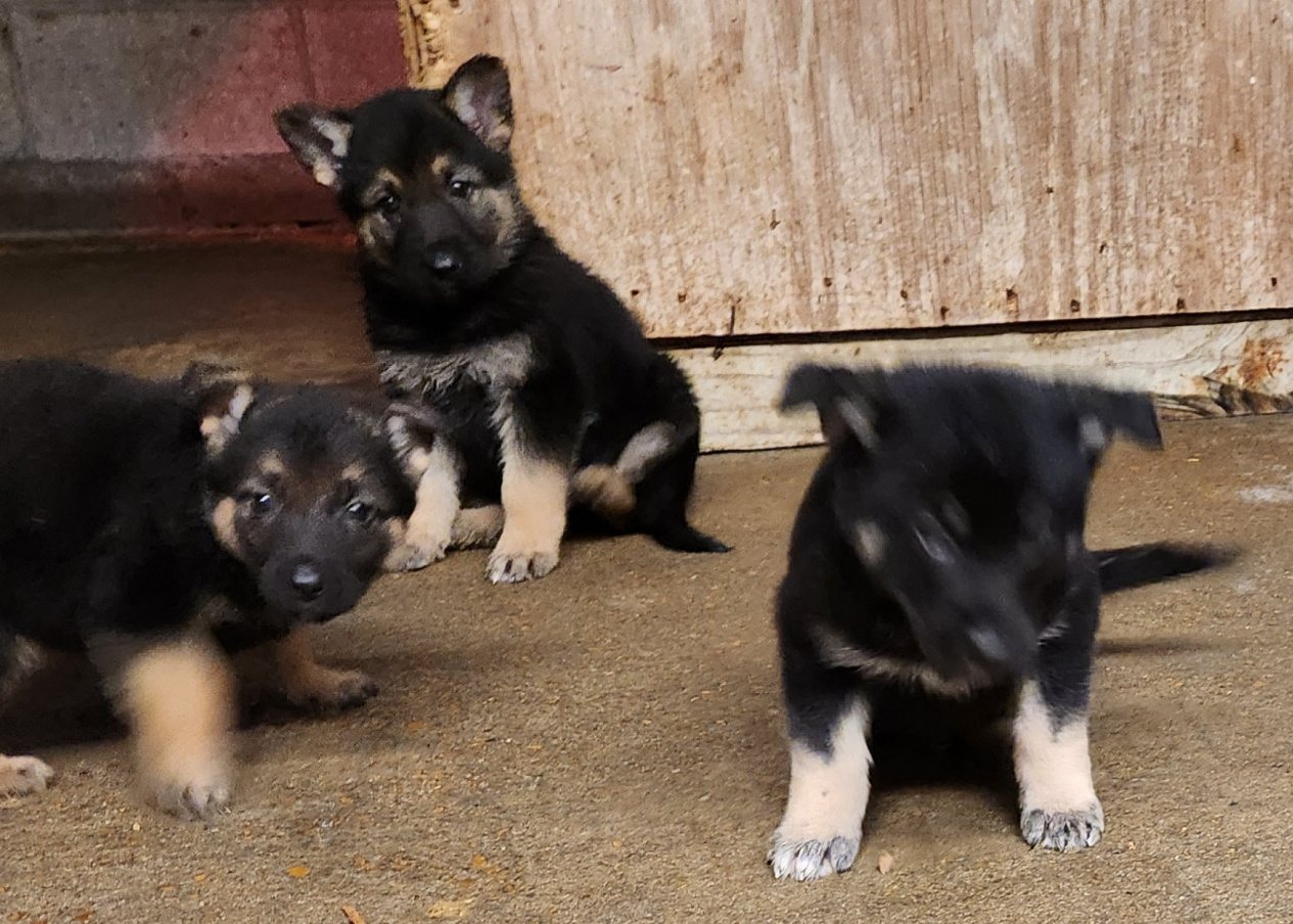 Three German Shepherd puppies from a Heaven Sent litter