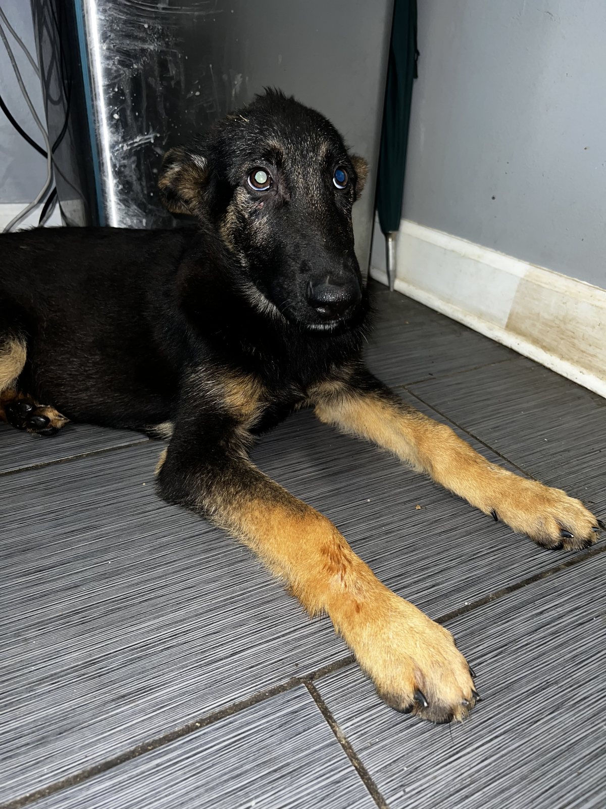 Black and tan German Shepherd puppy portrait