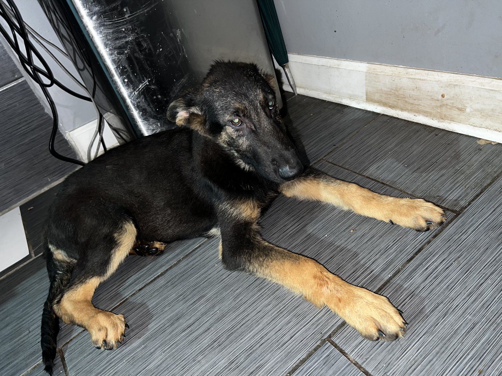 German Shepherd puppy relaxing indoors