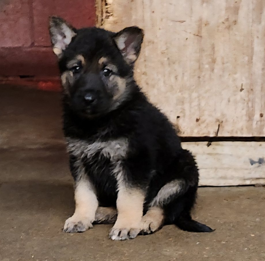 German Shepherd puppy at Heaven Sent Kennels