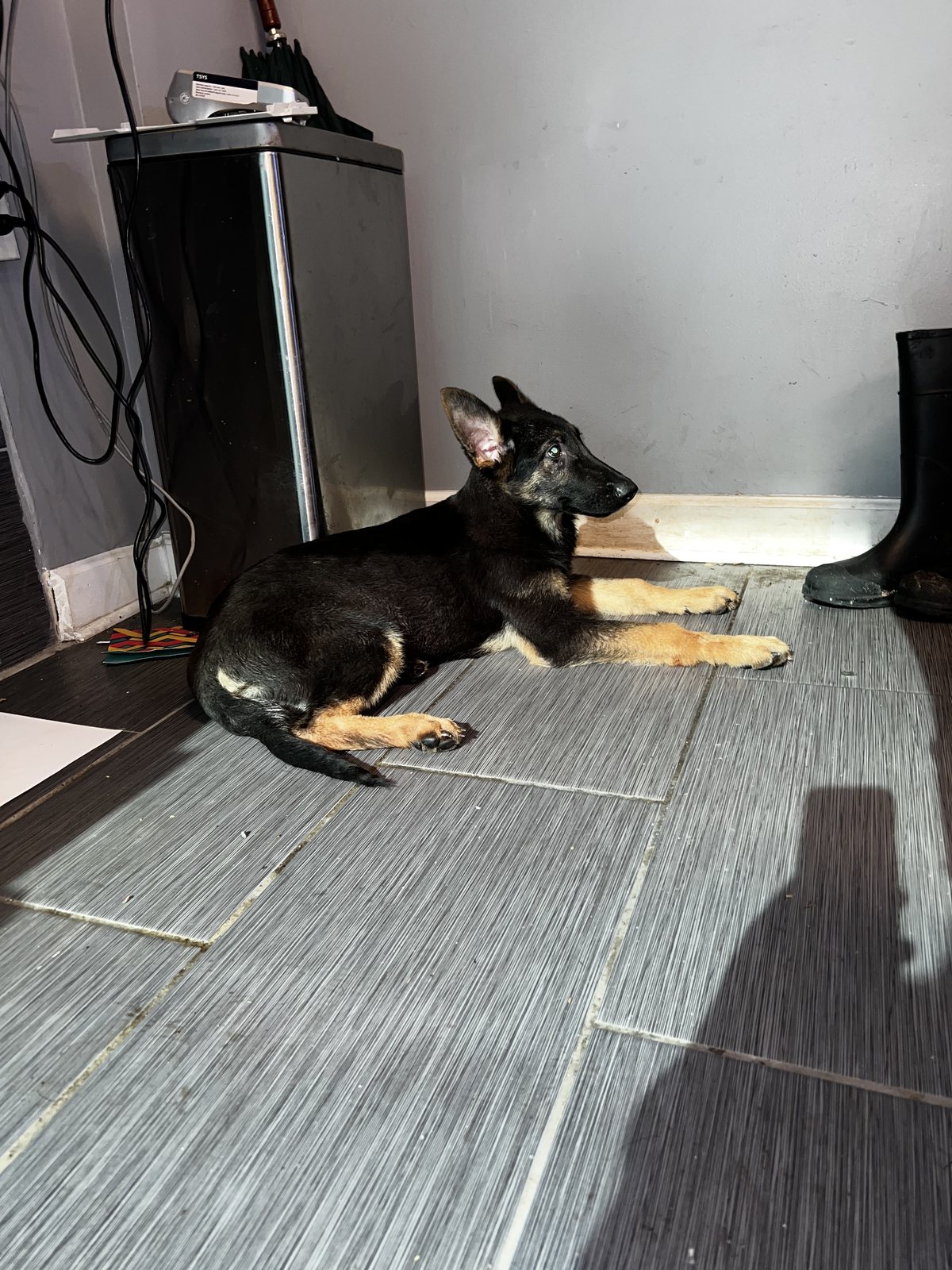 German Shepherd puppy resting in the sunlight