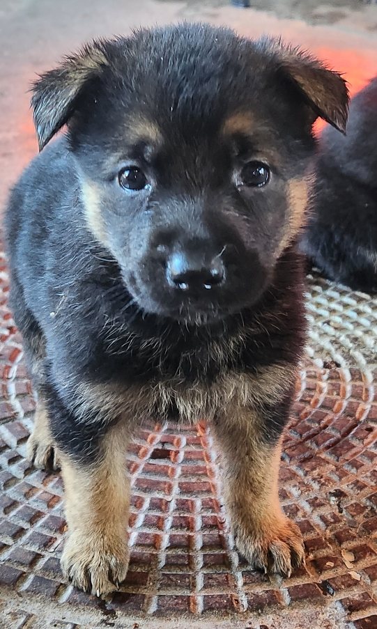 Young German Shepherd puppy standing for a portrait