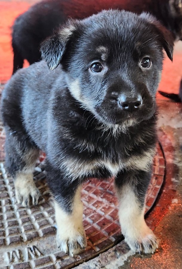 Young black and tan German Shepherd puppy